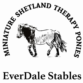 Pete Dale For Miniature Shetland Therapy Ponies